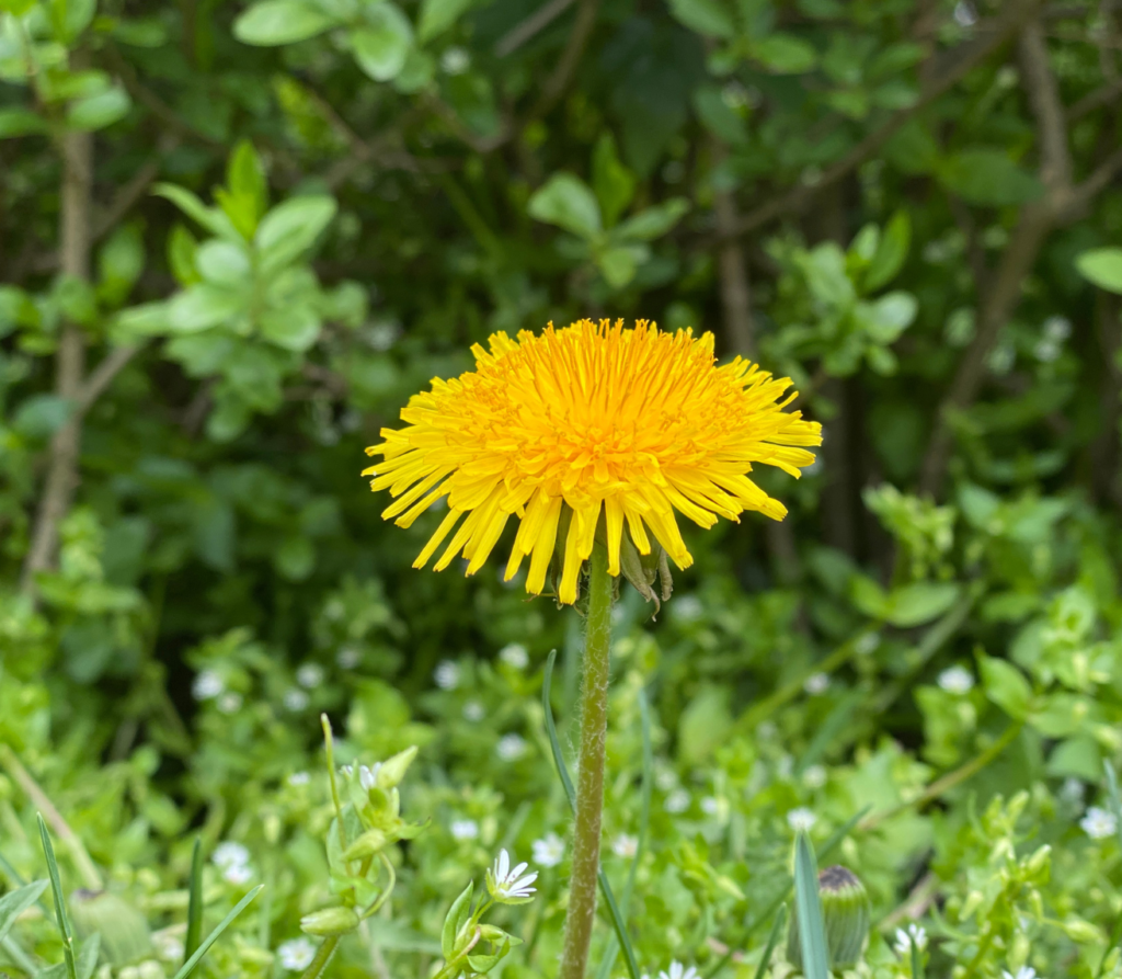 dandelion 2 dandelion 2